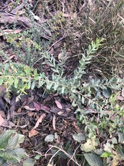 Grevillea quadricauda