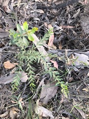 Grevillea quadricauda