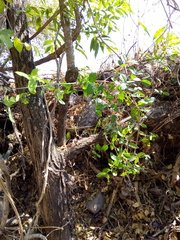 Semialarium mexicanum