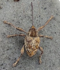 Curculio dentipes