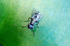 Plagiostenopterina