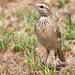 African Pipit - Photo (c) Michael McSweeney, some rights reserved (CC BY-NC), uploaded by Michael McSweeney