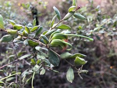 Grevillea quadricauda