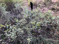 Grevillea quadricauda