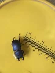 Dorcus parallelipipedus