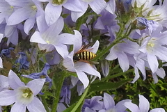 Dolichovespula sylvestris
