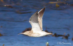 Numenius phaeopus phaeopus
