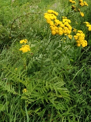 Tanacetum vulgare