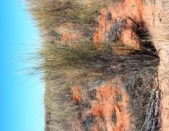 Crotalaria spartioides