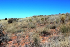 Crotalaria spartioides