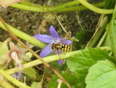 Eupeodes latifasciatus