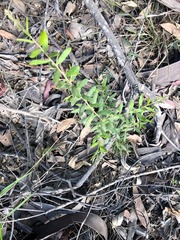 Grevillea quadricauda
