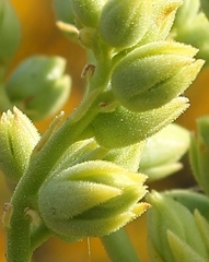 Tylecodon cacalioides