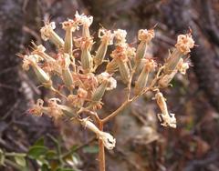 Tylecodon cacalioides