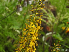 Ligularia wilsoniana