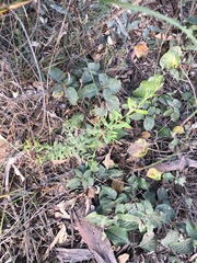 Grevillea quadricauda