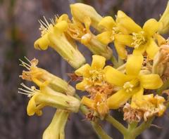 Tylecodon cacalioides