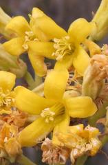 Tylecodon cacalioides