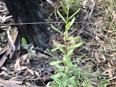Grevillea quadricauda