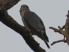 Kaupifalco monogrammicus
