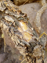 Semialarium mexicanum