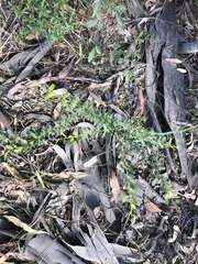 Grevillea quadricauda