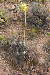 Tylecodon cacalioides