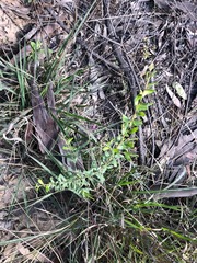 Grevillea quadricauda