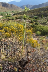 Tylecodon cacalioides