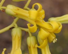 Tylecodon cacalioides