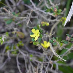 Hibbertia aspera