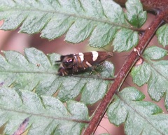 Glyphipterix zelota