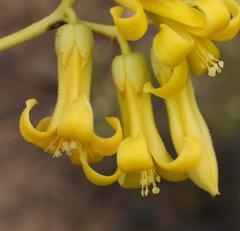 Tylecodon cacalioides