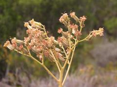 Tylecodon cacalioides