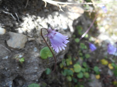 Soldanella