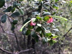 Grevillea quadricauda