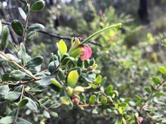 Grevillea quadricauda