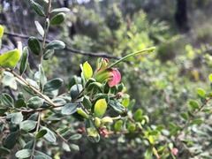 Grevillea quadricauda