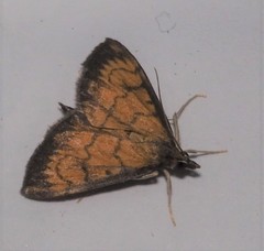 Ecpyrrhorrhoe rubiginalis