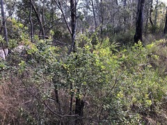 Grevillea quadricauda