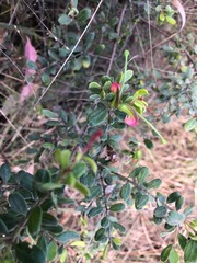 Grevillea quadricauda