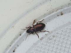 Harpalus distinguendus