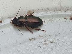 Harpalus distinguendus