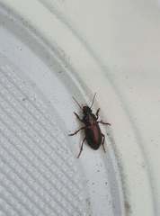 Harpalus distinguendus