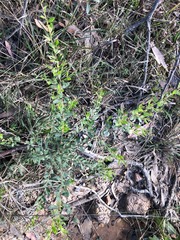 Grevillea quadricauda