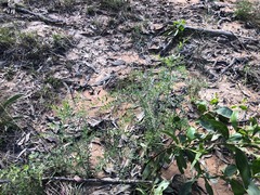 Grevillea quadricauda