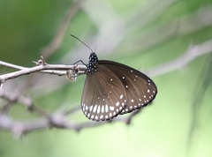 Euploea sylvester