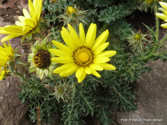 Berkheya multijuga