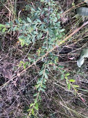Grevillea quadricauda