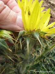 Berkheya multijuga
